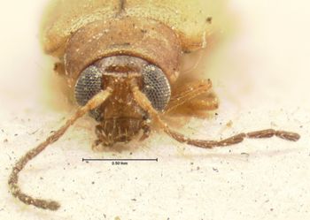 Media type: image; Entomology 18467   Aspect: head frontal view